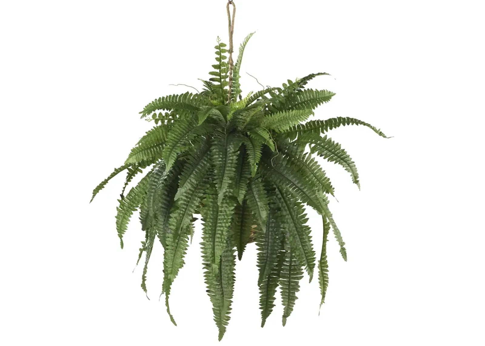 HomPlanti Large Boston Fern Hanging Basket