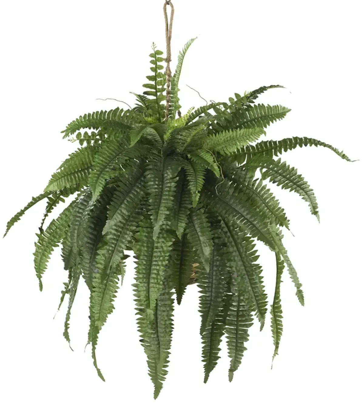 HomPlanti Large Boston Fern Hanging Basket