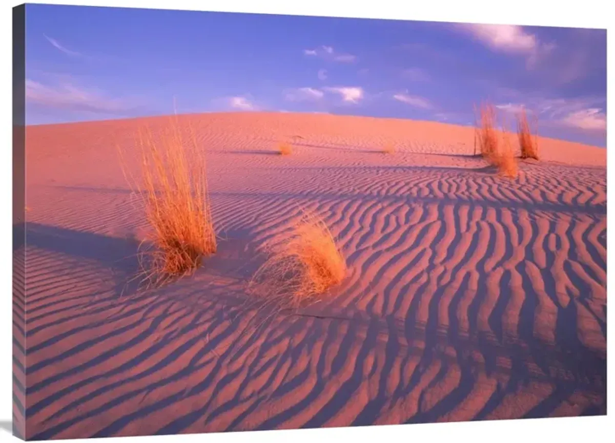 Gypsum dunes, Guadalupe Mountains National Park, Texas-Canvas Art-40x30
