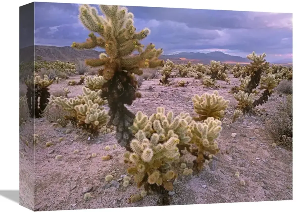 Teddy Bear Cholla cacti, Joshua Tree National Park, California-Canvas Art-16x12