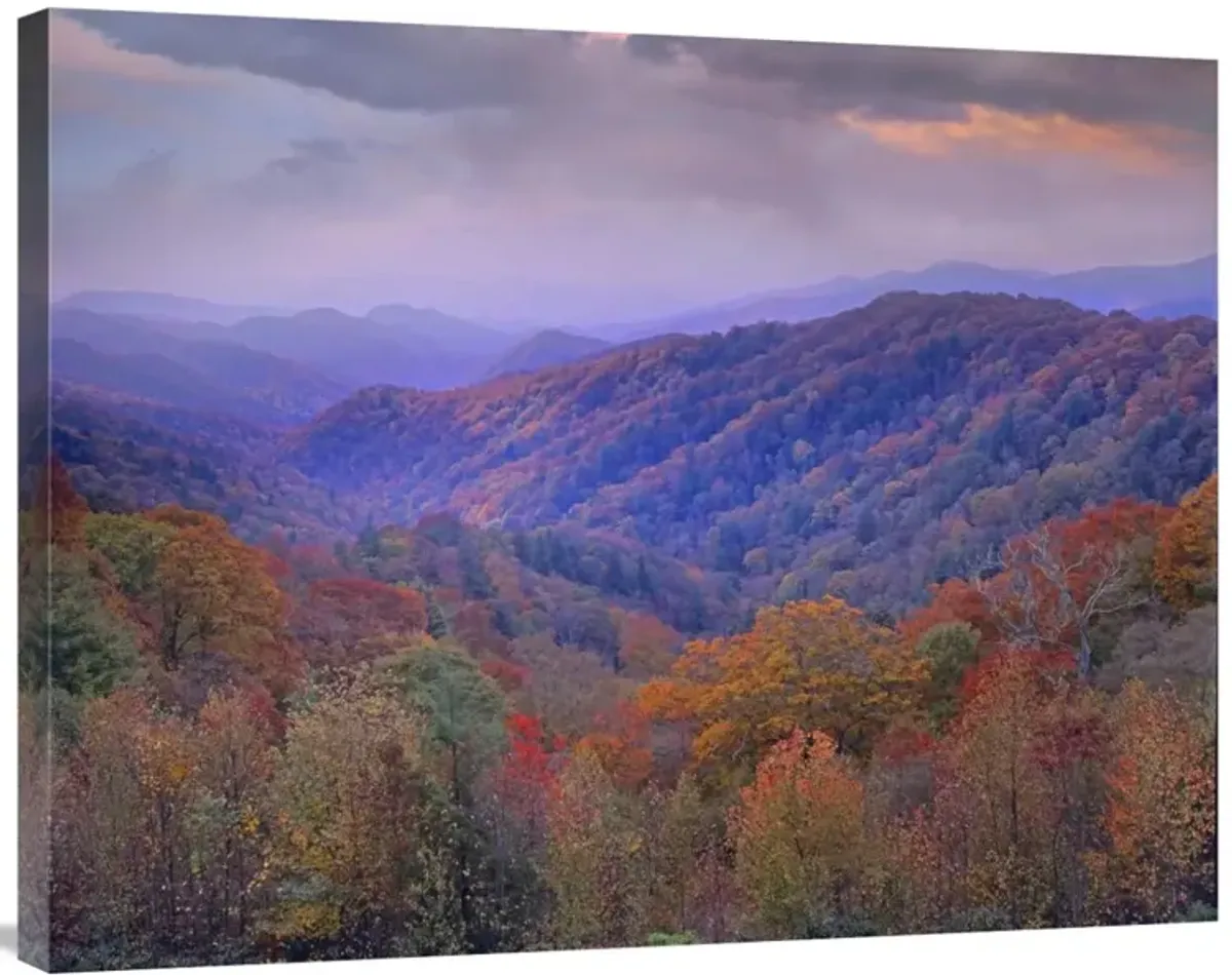 Autumn deciduous forest, Great Smoky Mountains National Park, Tennessee-Canvas Art-35x28