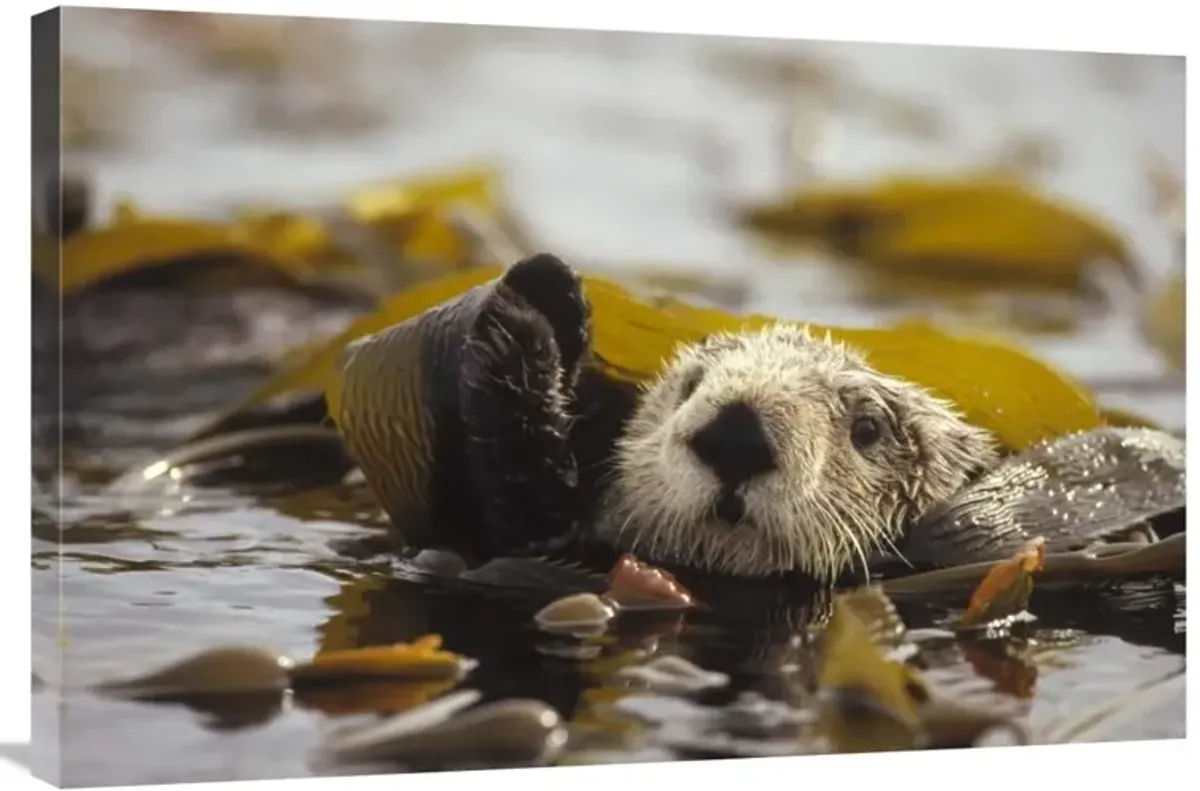 Sea Otter floating in kelp bed, northern Pacific Ocean-Canvas Art-36x24