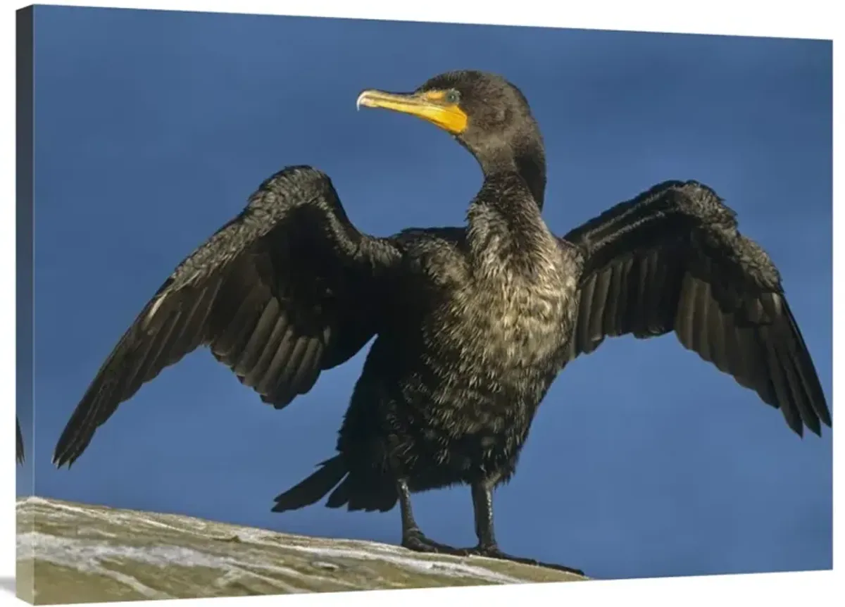 Double-crested Cormorant drying its wings, North America-Canvas Art-40x30