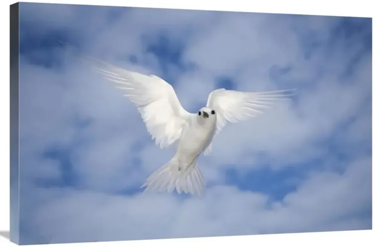 White Tern also known as Fairy Tern, hovering in search of nest site, Midway Atoll, Hawaii-Canvas Art-36x24