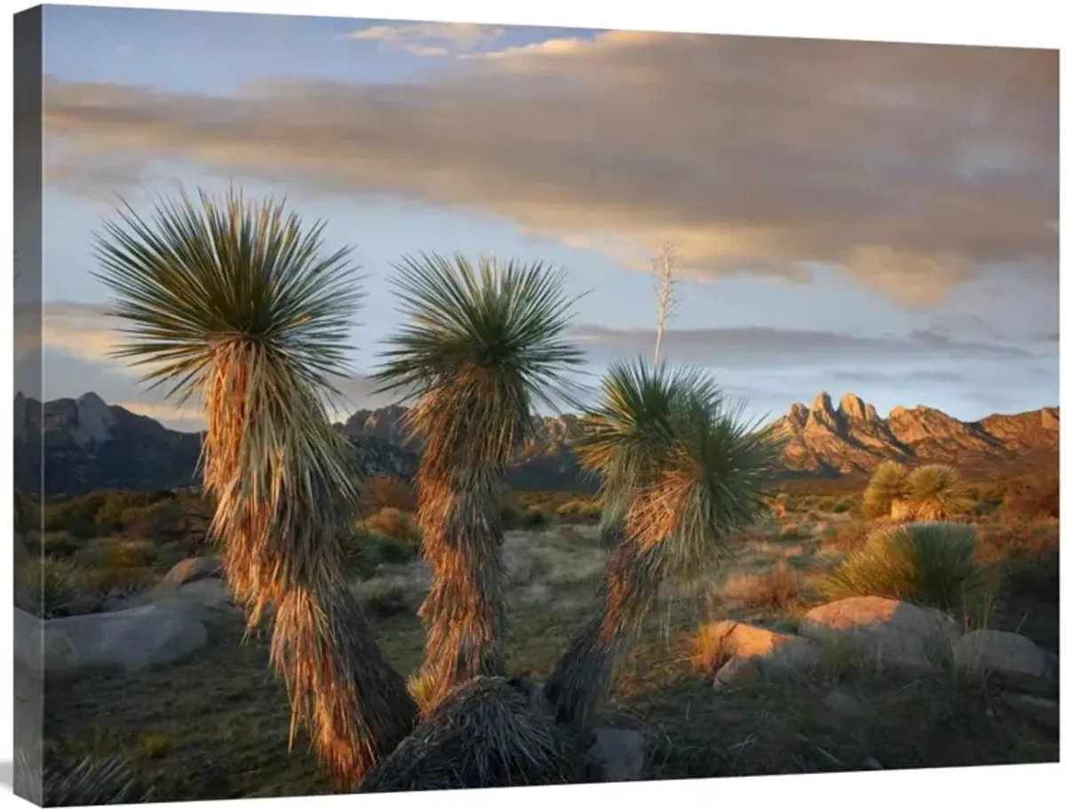 Yucca and Organ Mountains near Las Cruces, New Mexico-Canvas Art-32x24