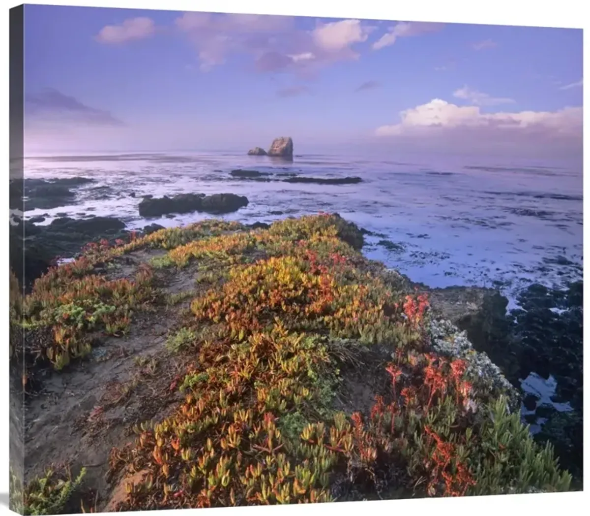 Iceplant covering coastal rocks, Point Piedras Blancas, California-Canvas Art-36x31.68