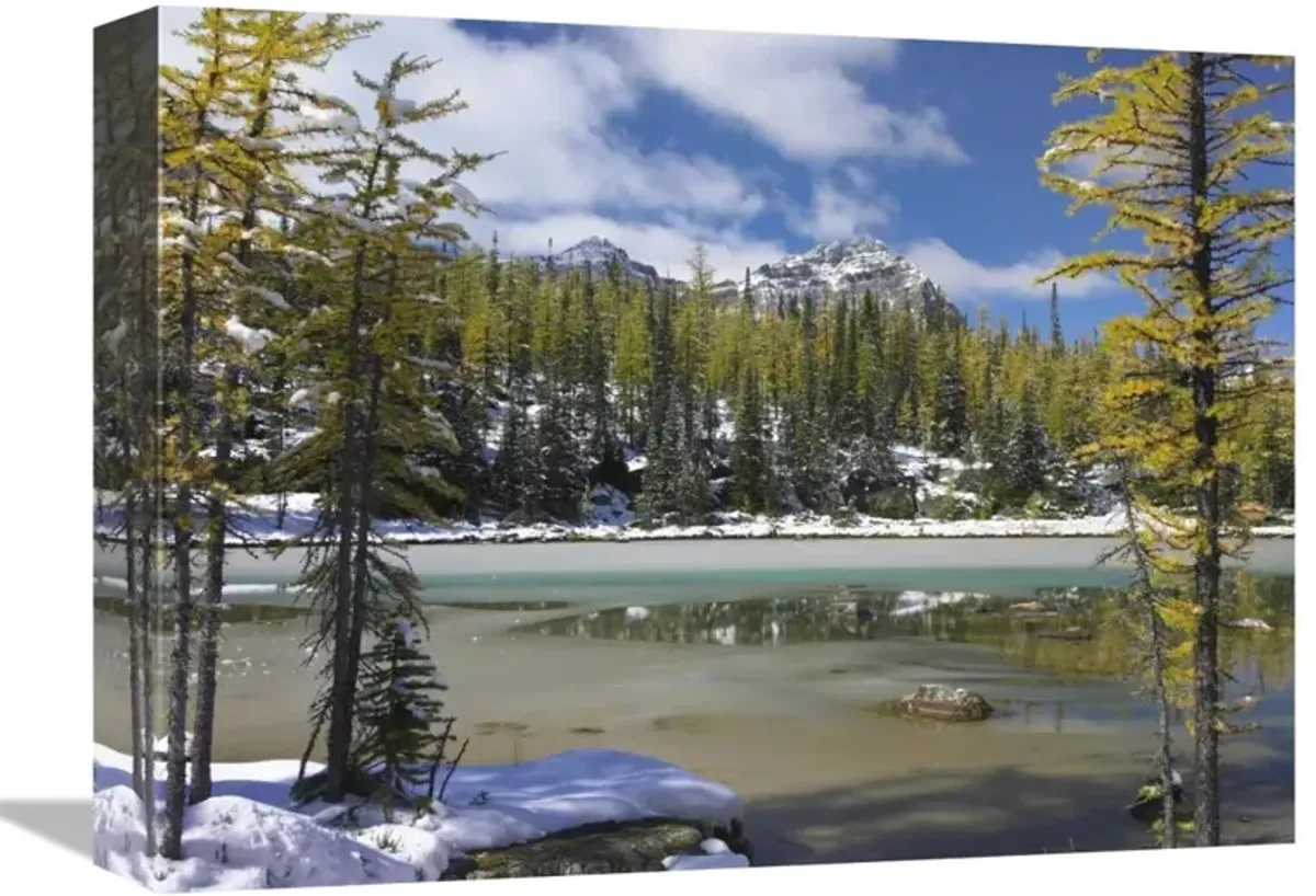 Boreal forest in light snow, Opabin Plateau, Yoho National Park, British Columbia, Canada-Canvas Art-16x12