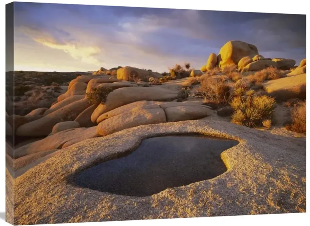 Water that has collected in boulder, Joshua Tree National Park, California-Canvas Art-32x24