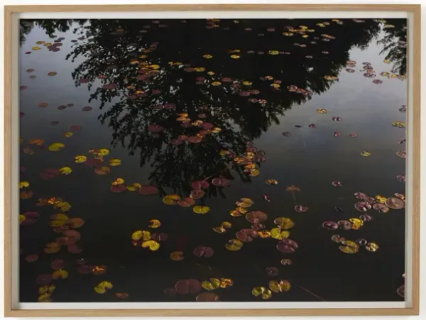 Echo By Shade Degges