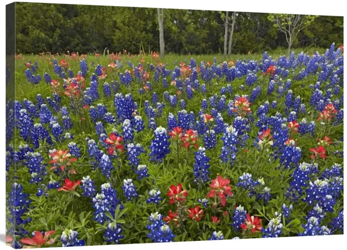 Bluebonnet and Paintbrush meadow, Cedar Hill State Park, Texas-Canvas Art-32x24