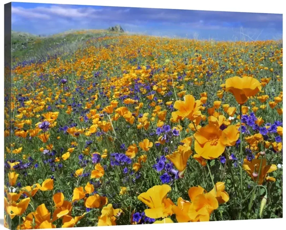 California Poppy and Desert Bluebell flowers, Antelope Valley, California-Canvas Art-35x28