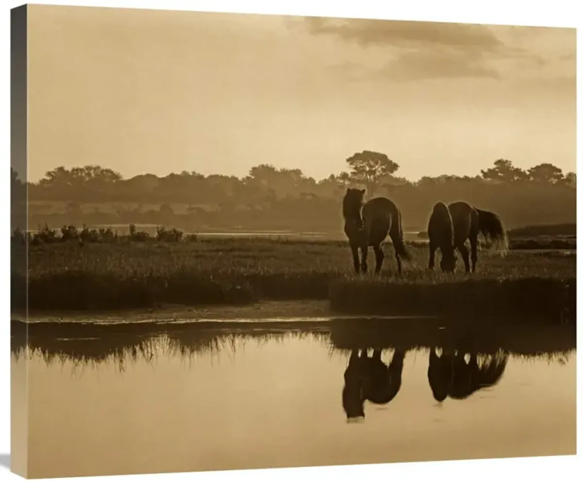 Wild Horse pair grazing at Assateague Island National Seashore, Maryland-Canvas Art-30x24.9