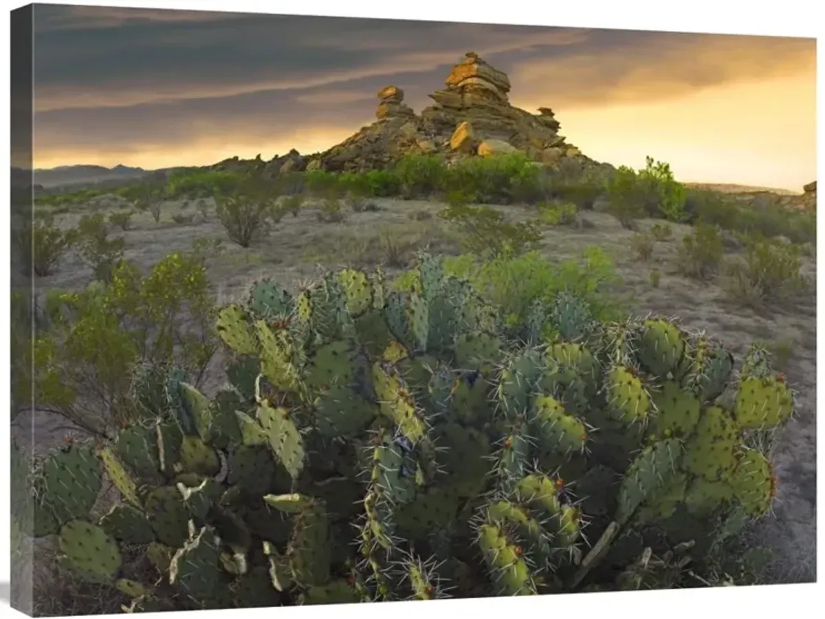 Opuntia and hoodoos, Big Bend National Park, Chihuahuan Desert, Texas-Canvas Art-32x24