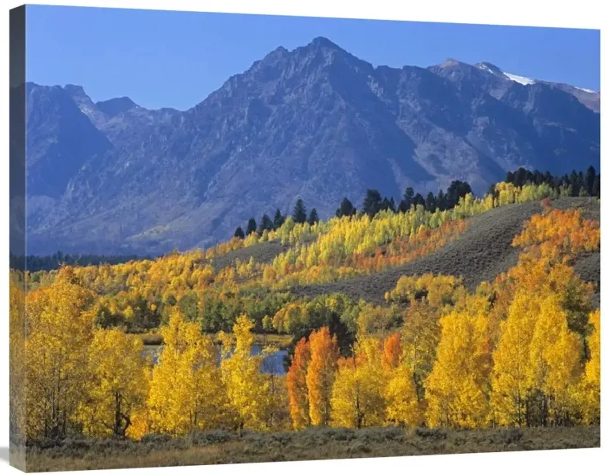 Ranger Peak and Aspen forest in autumn, Grand Teton National Park, Wyoming-Canvas Art-32x24
