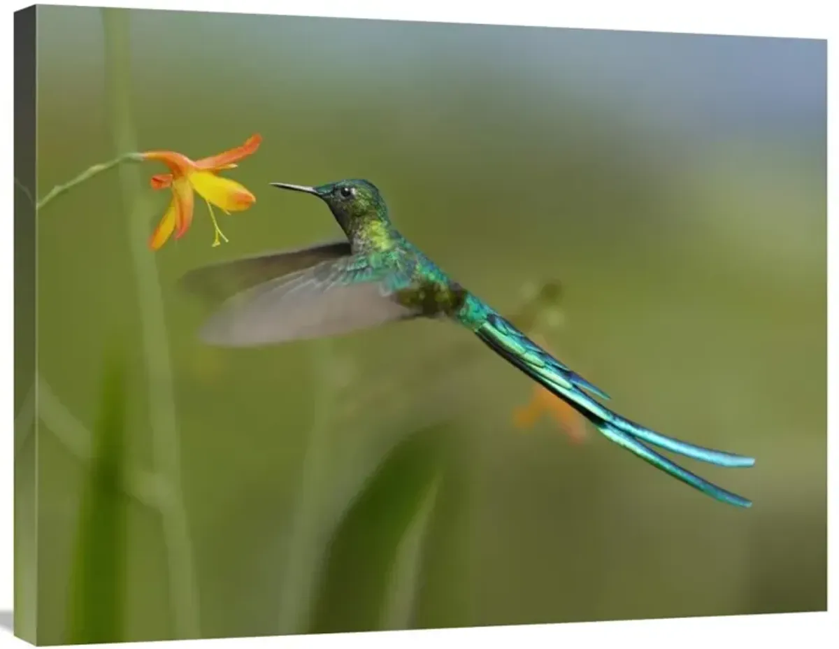 Long-tailed Sylph feeding on flower nectar, Jurong Bird Park, Singapore-Canvas Art-32x24