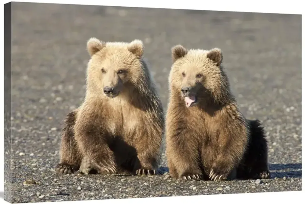 Grizzly Bear cubs, one yawning, Katmai National Park, Alaska-Canvas Art-36x24