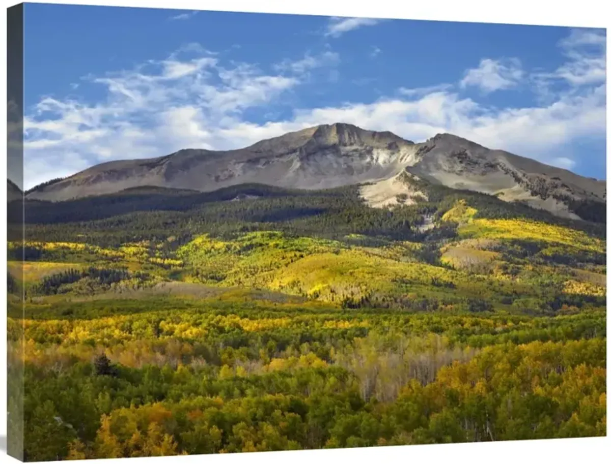 Aspen forest and East Beckwith Mountain, West Elk Wilderness, Colorado-Canvas Art-32x24