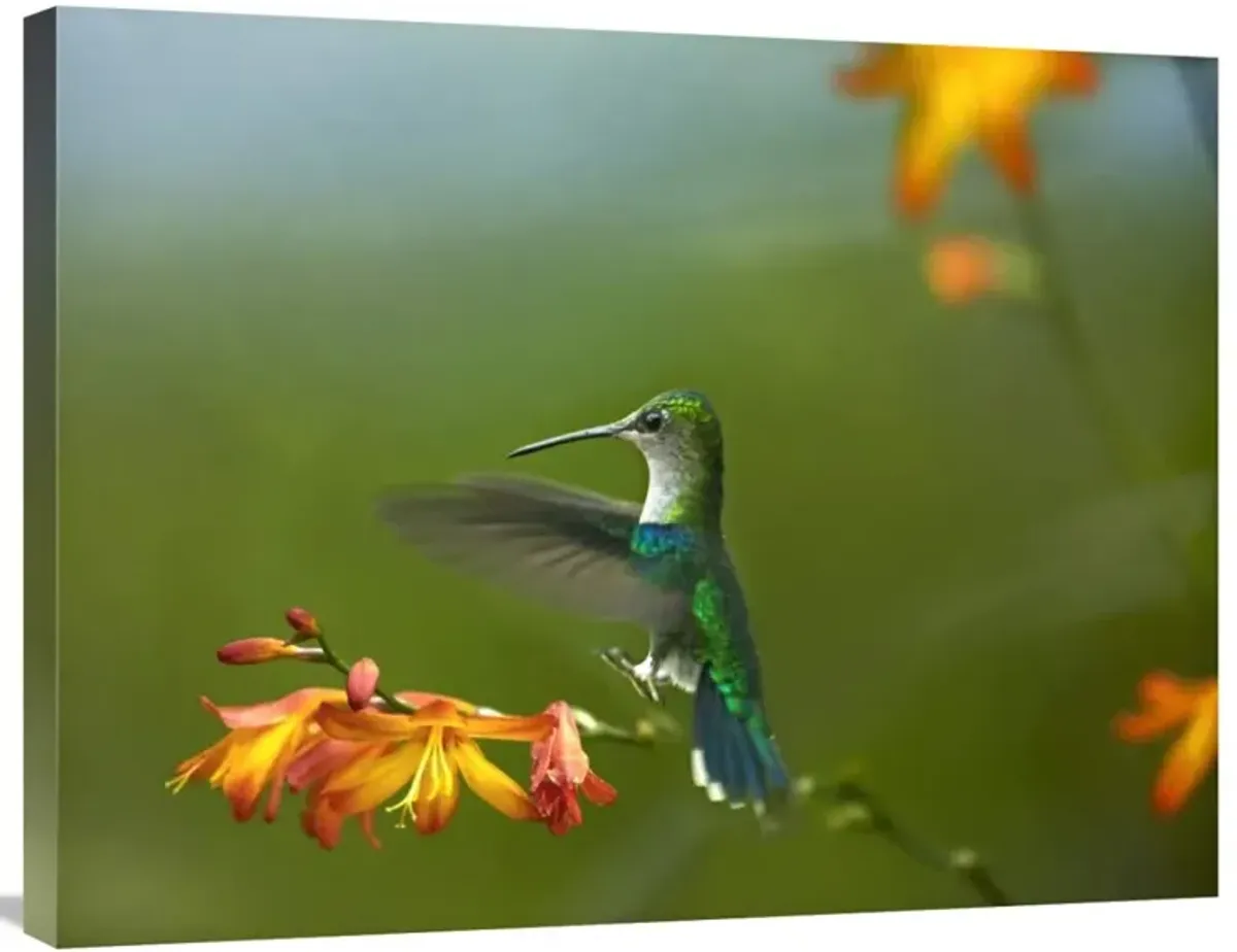 Green-crowned Woodnymph female landing, Ecuador-Canvas Art-32x24