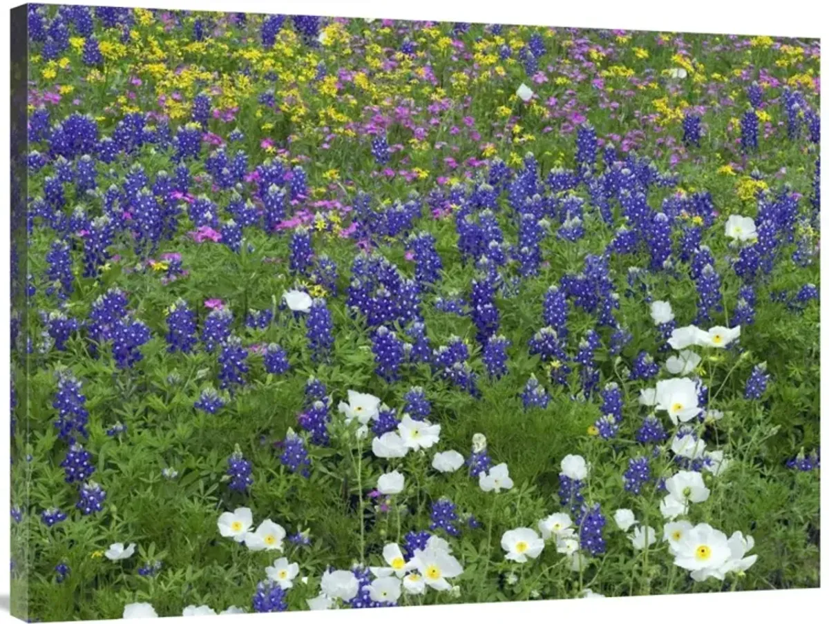 Prickly Poppy, Pointed Phlox and Squaw-weed, Hill Country, Texas-Canvas Art-40x30