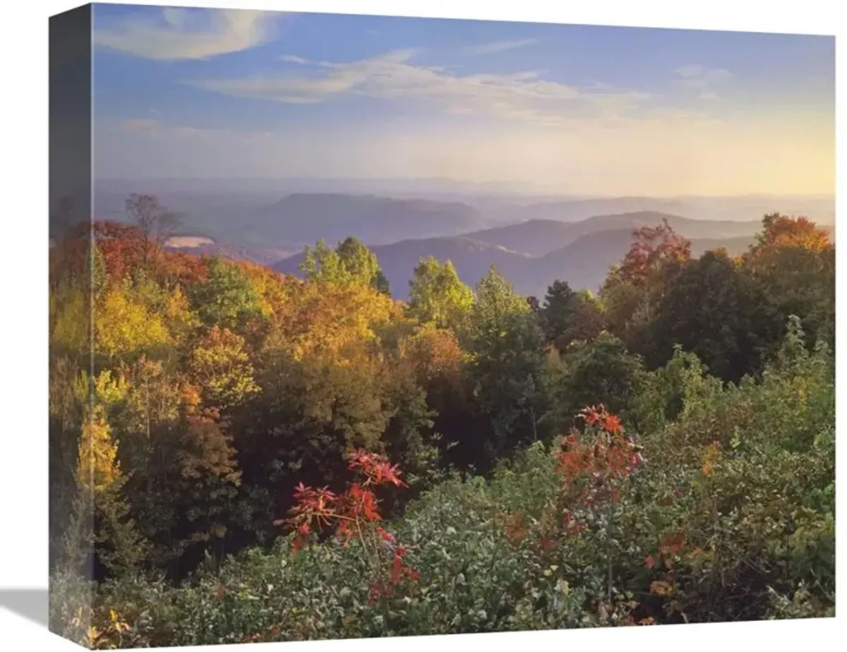 Deciduous forest in autumn, Blue Ridge Mountains from Doughton Park, North Carolina-Canvas Art-16x13.28