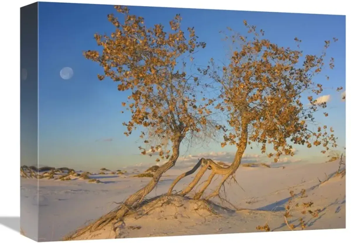Fremont Cottonwood trees, White Sands National Monument, New Mexico-Canvas Art-16x12