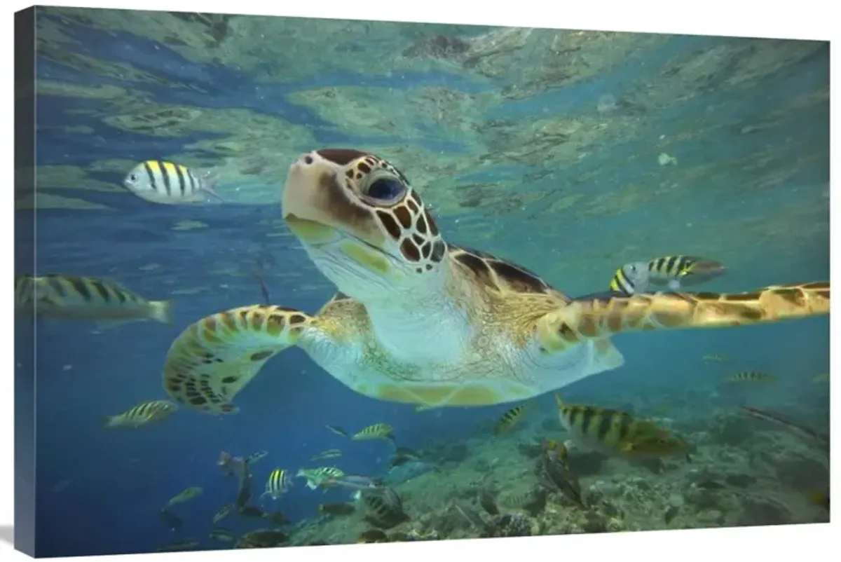 Green Sea Turtle, Balicasag Island, Philippines-Canvas Art-36x24