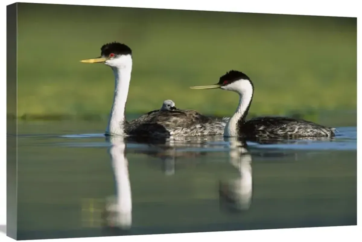 Western Grebe couple with one parent carrying chick on its back, New Mexico-Canvas Art-30x20