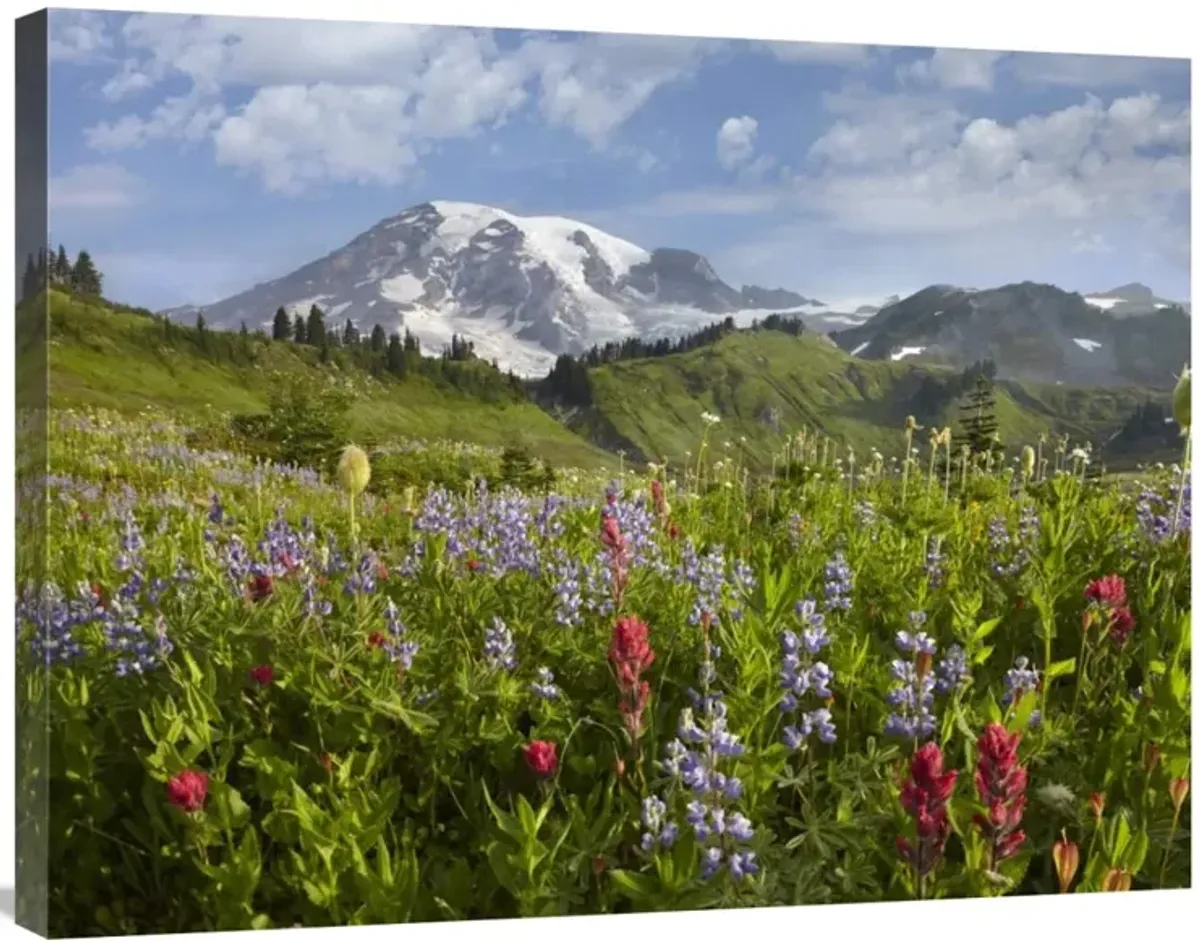 Paradise Meadow and Mount Rainier, Mount Rainier National Park, Washington-Canvas Art-32x24