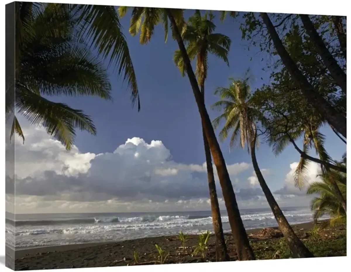 Palm trees on the beach near Marino Ballena National Park, Costa Rica-Canvas Art-32x24