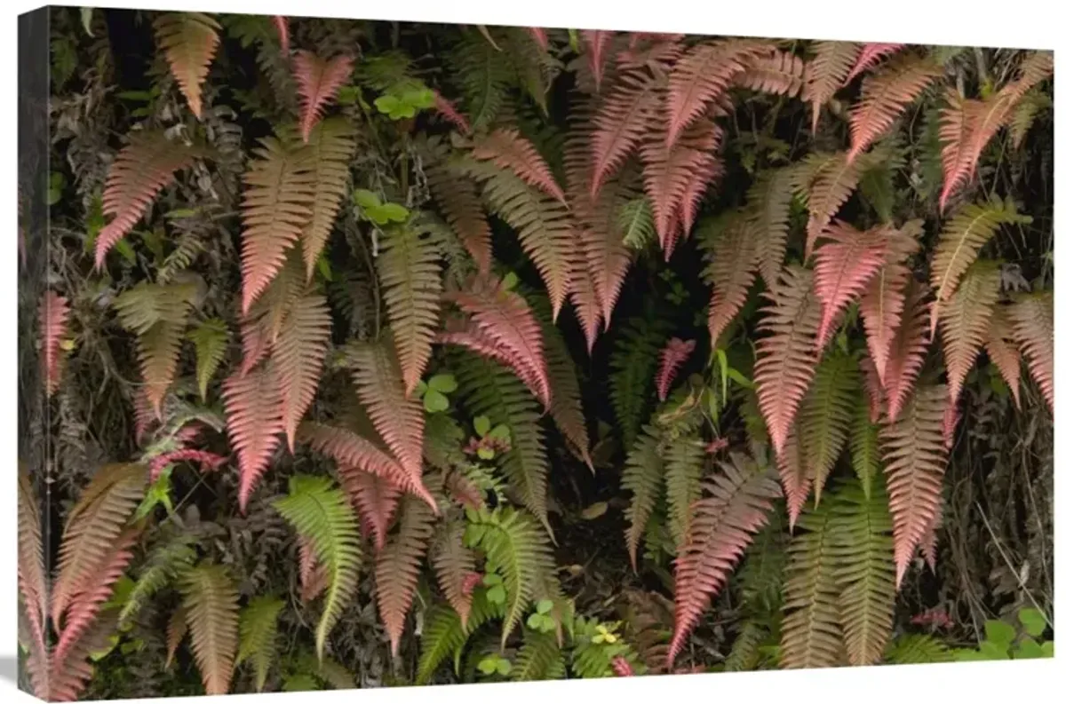 Young ferns in temperate forest, Ecuador-Canvas Art-30x20