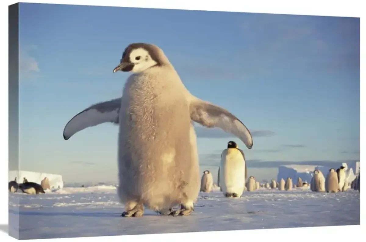 Emperor Penguin chick on fast ice, No-name Rookery, Princess Martha Coast, Weddell Sea, Antarctica-Canvas Art-30x20