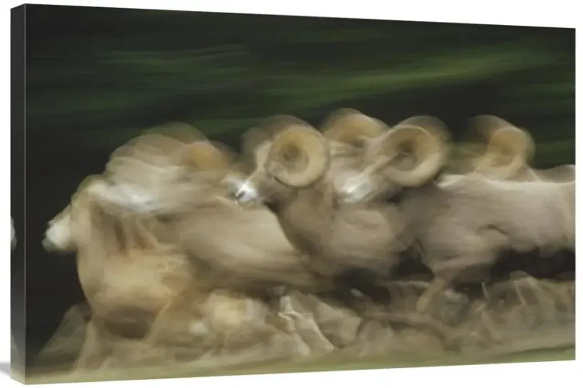 Bighorn Sheep herd running, Banff National Park, Alberta, Canada-Canvas Art-36x24