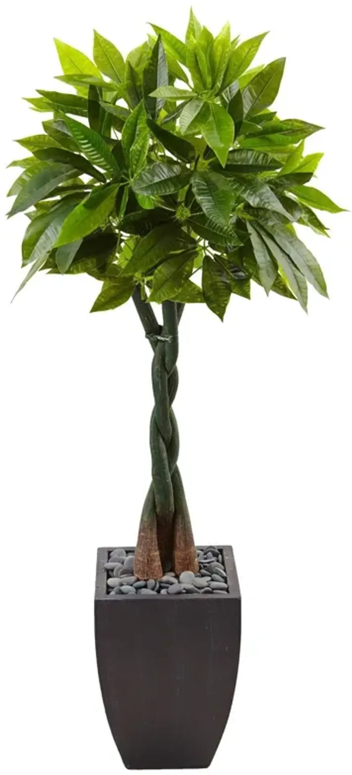 Nearly Natural 5-ft Money Tree in Black Square Planter