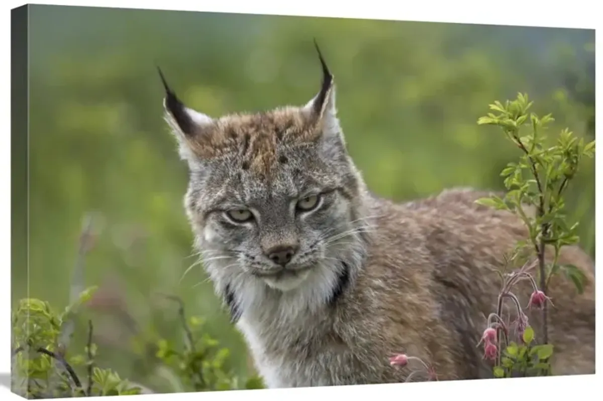 Canada Lynx portrait, North America-Canvas Art-30x20