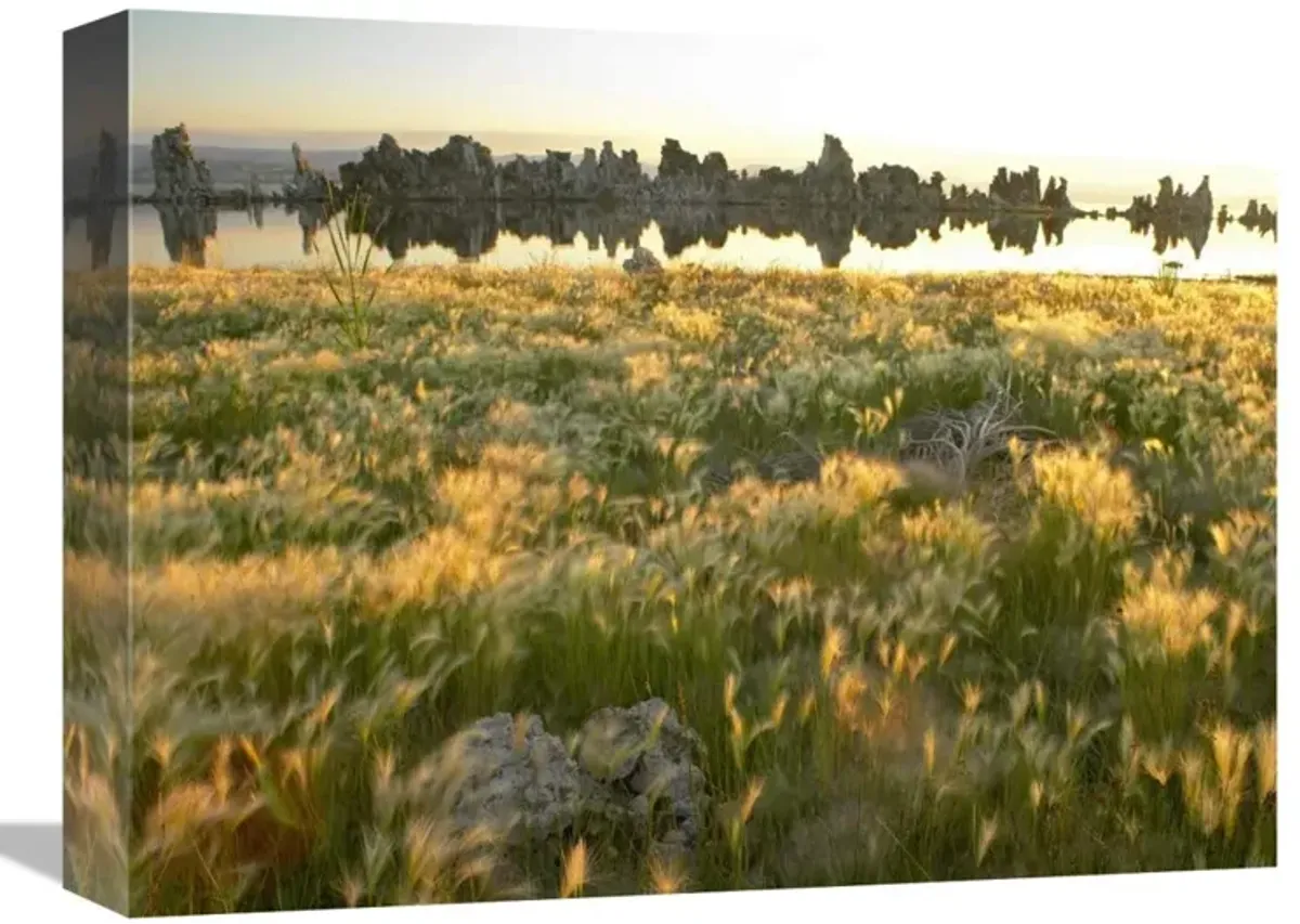 Squirreltail Barley and Tufa Towers silhouetted at dawn, Mono Lake, California-Canvas Art-16x12