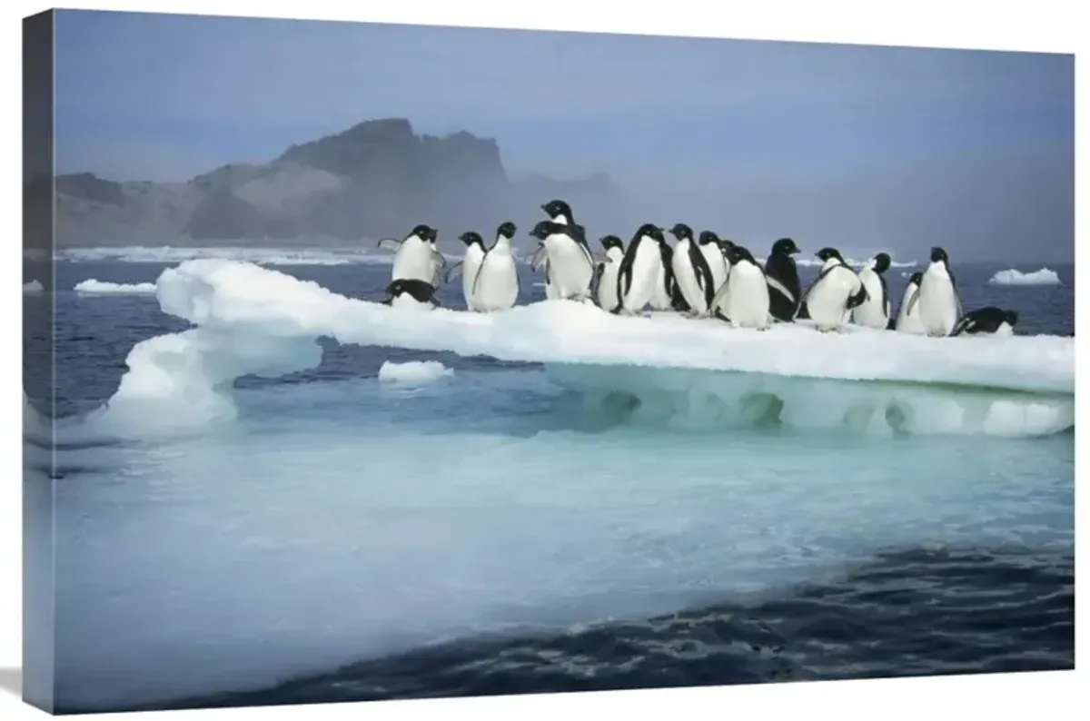 Adelie Penguin group crowding on melting summer ice floe, Possession Island, Ross Sea, Antarctica-Canvas Art-30x20