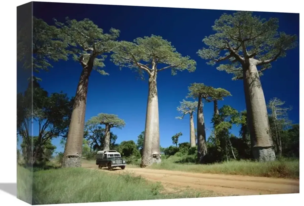 Grandidiers Baobab trees beside road, Madagascar-Canvas Art-16x12