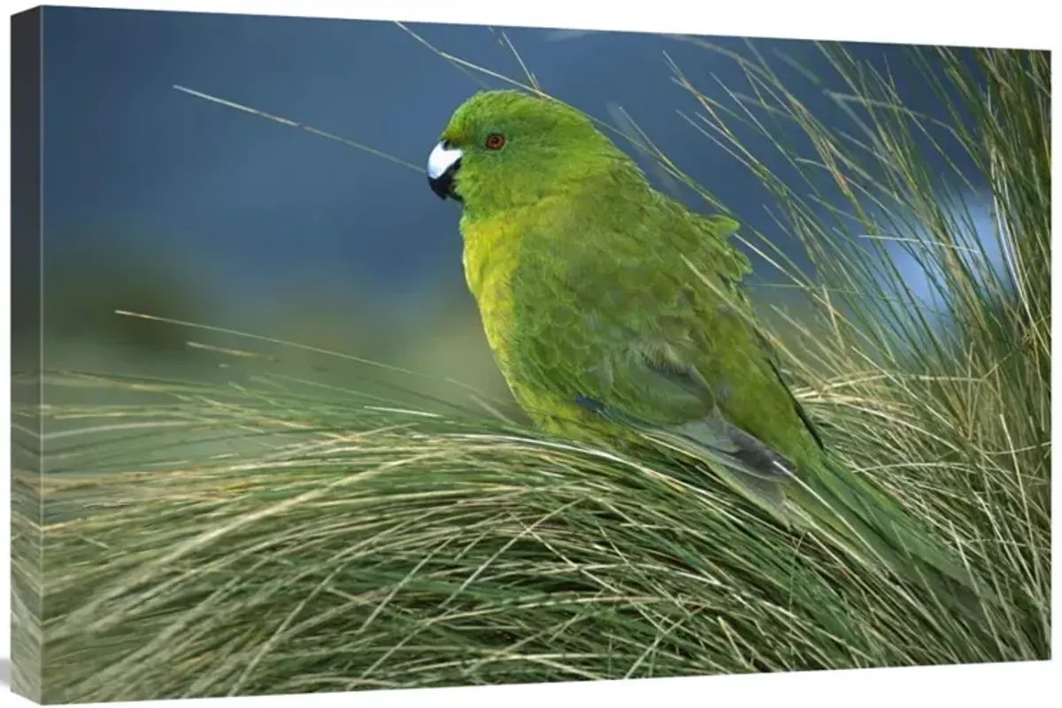 Antipodes Parakeet portrait in tussock grass, Antipodes Island, New Zealand-Canvas Art-30x20