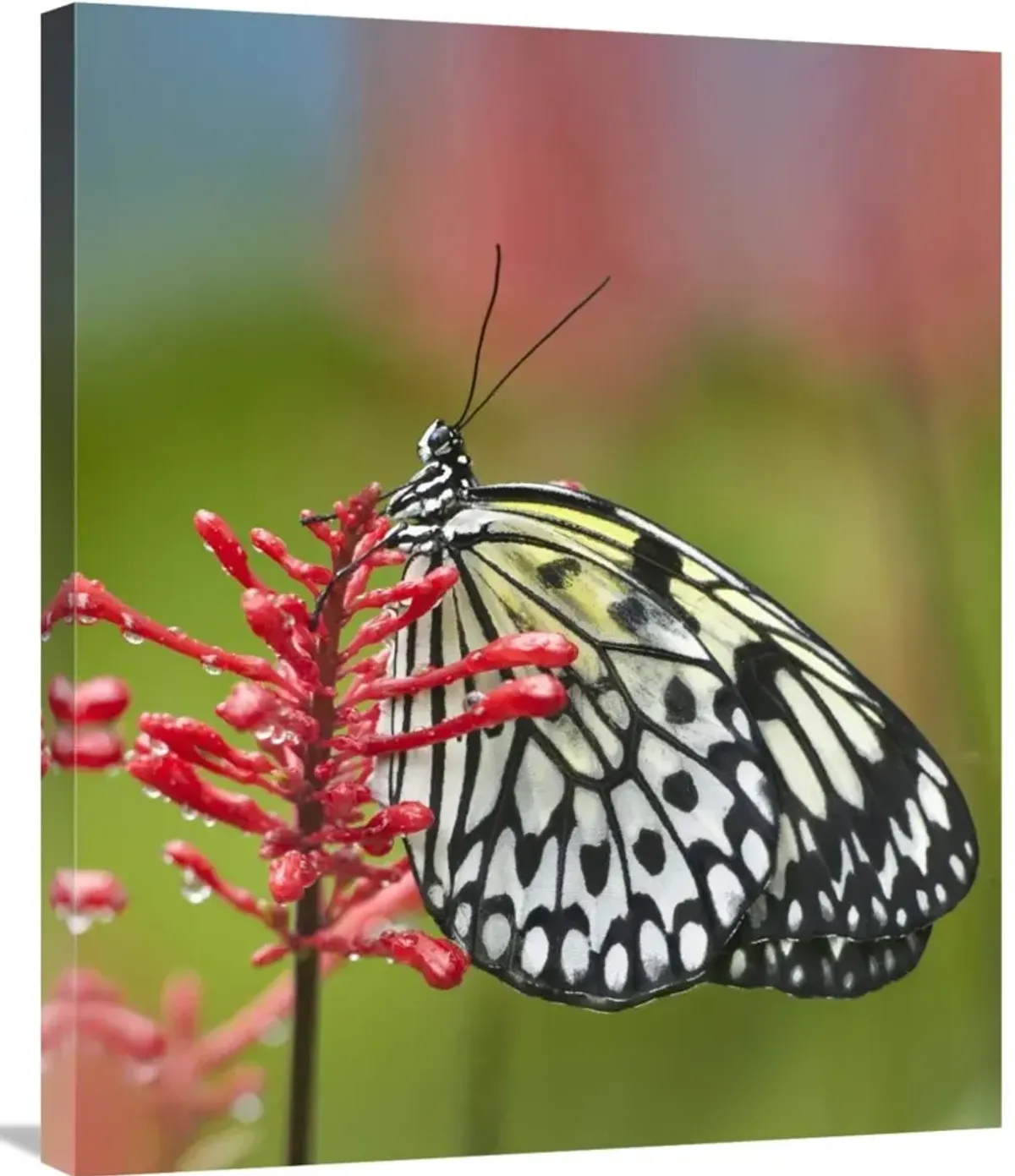 Paper Kite butterfly, native to Asia-Canvas Art-24.9x30