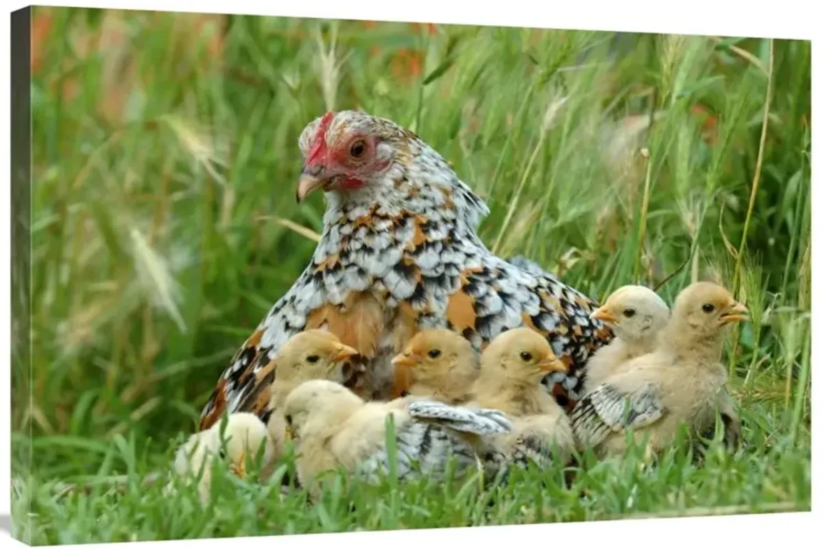 Fowl with chicks-Canvas Art-36x24