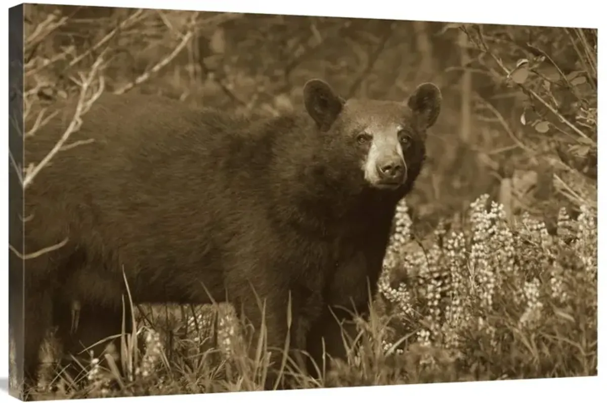 Black Bear portrait, North America-Canvas Art-36x24