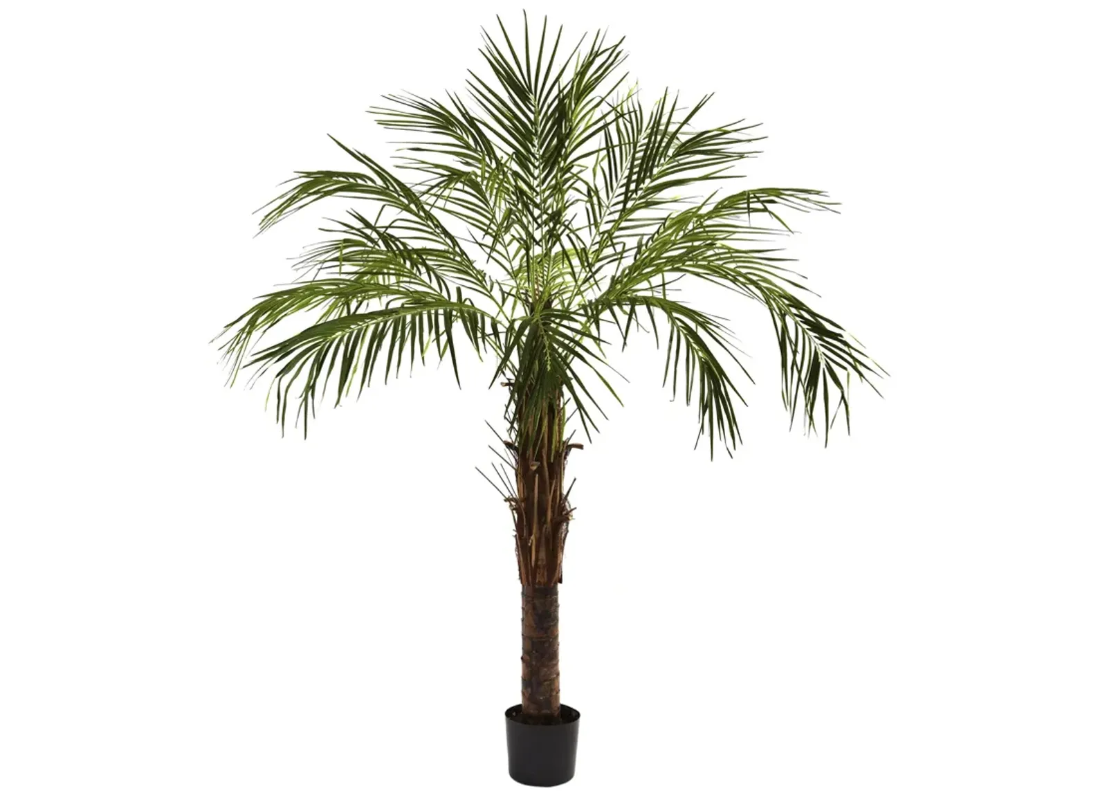 HomPlanti 6 Feet Robellini Palm Tree