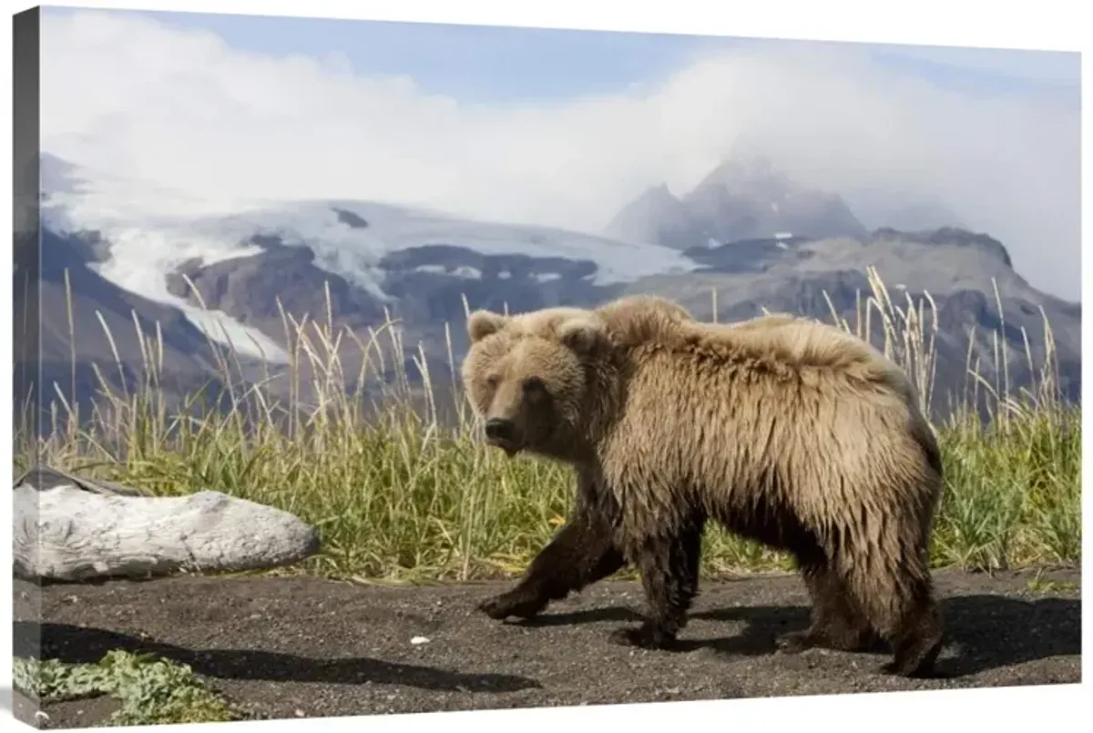 Grizzly Bear yearling, Katmai National Park, Alaska-Canvas Art-36x24