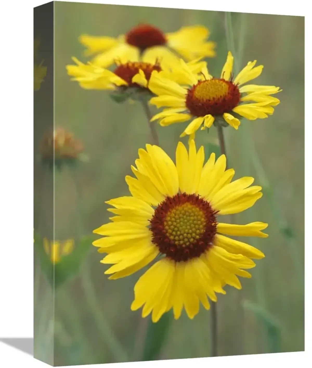 Blanketflower close up showing dense pistils in center, North America-Canvas Art-12x16