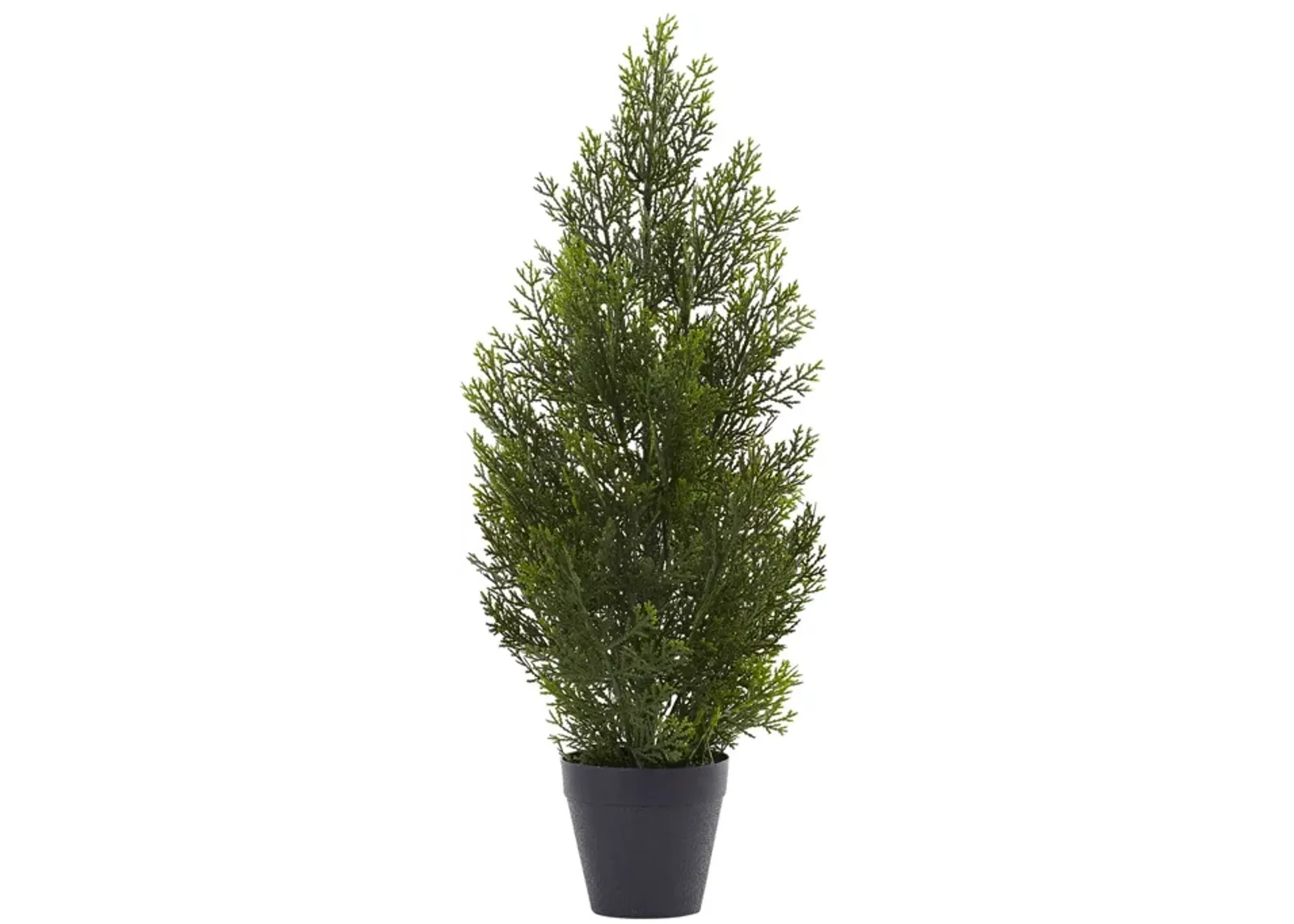 HomPlanti 2 Feet Mini Cedar Pine Tree (Indoor/Outdoor)