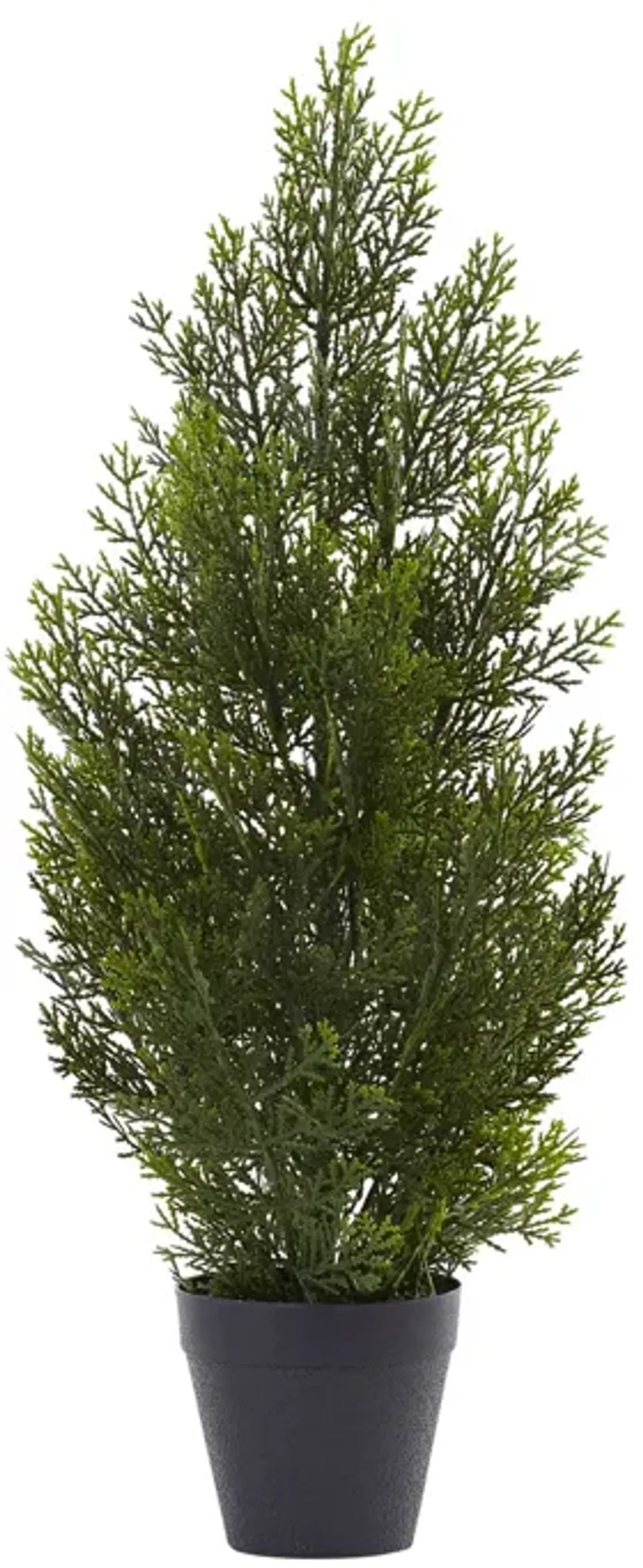 HomPlanti 2 Feet Mini Cedar Pine Tree (Indoor/Outdoor)