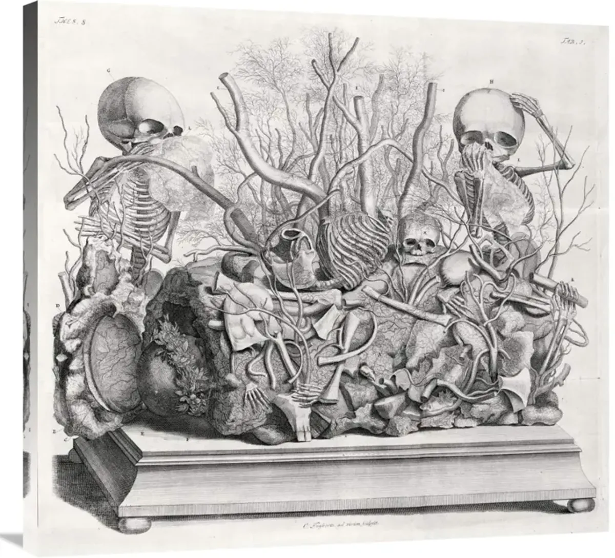 Diorama of fetal skeletons arranged with various internal organs-Canvas Art-36x33.48