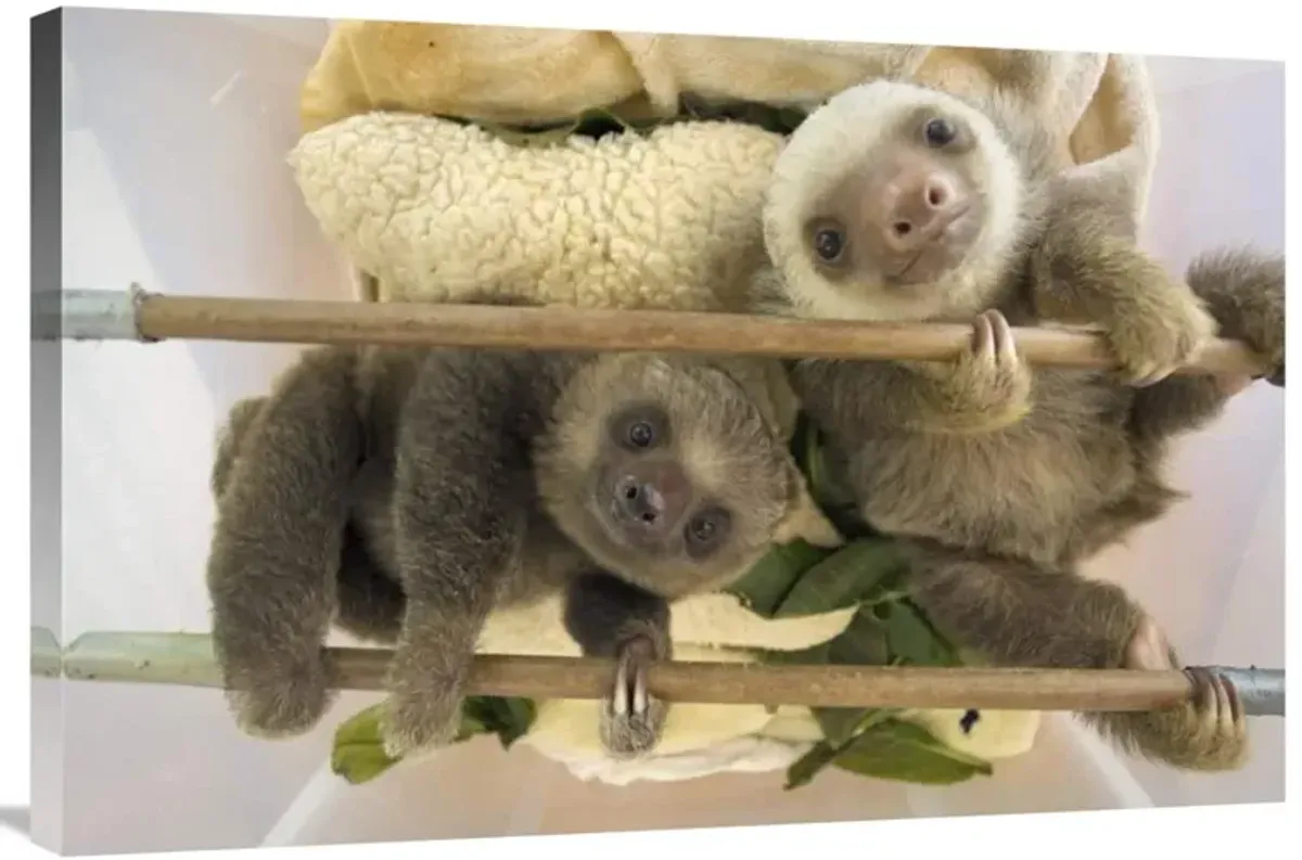 Hoffmanns Two-toed Sloth orphaned babies, Aviarios Sloth Sanctuary, Costa Rica-Canvas Art-36x24