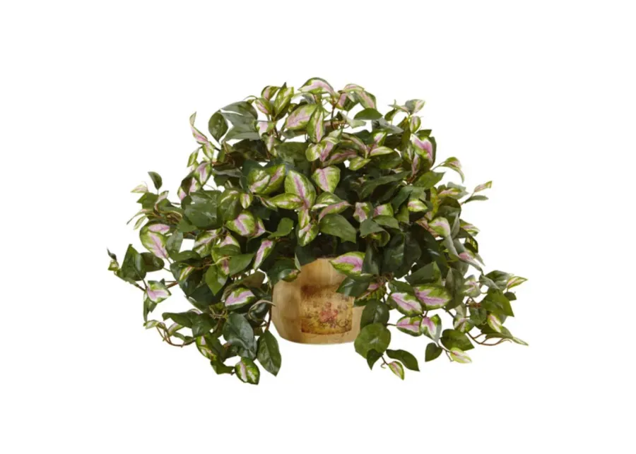 HomPlanti Hoya in Wooden Pot