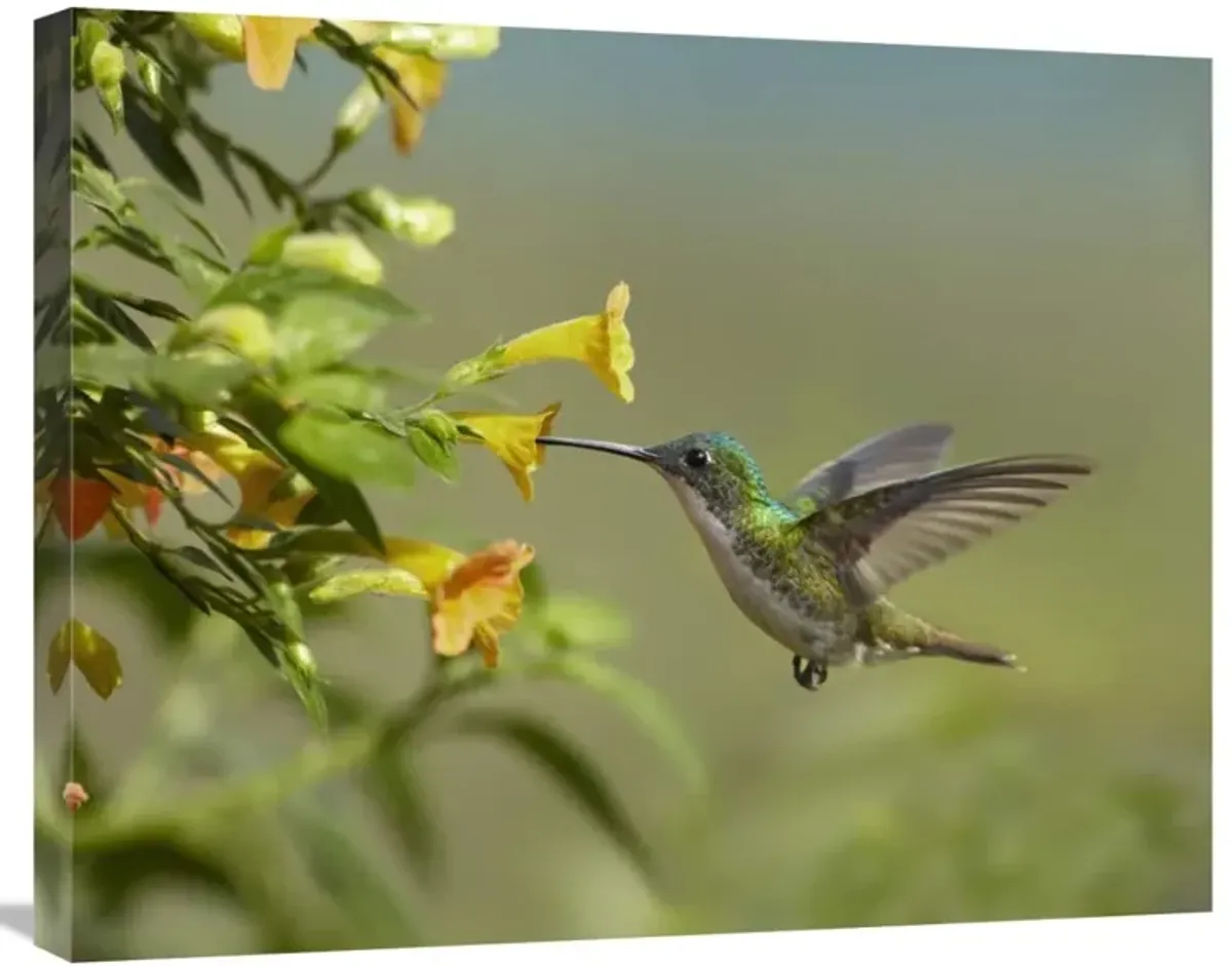 Andean Emerald hummingbird feeling on yellow flower, Ecuador-Canvas Art-28x22